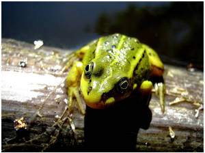 Frog of my pond..