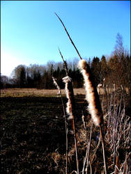 Bulrush in the wind...