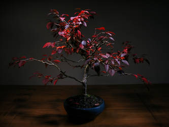 Fuji Cherry (Prunus Incisa)