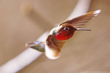 Anna's Hummingbird