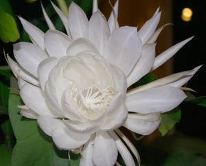 Catus Flower