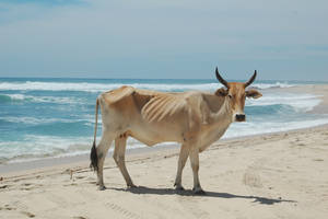 cow at the beach