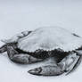 Mud Crab Drawing