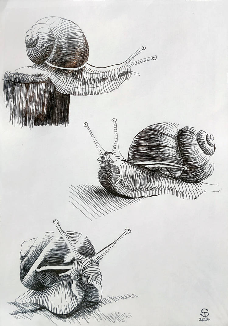 Parallel Hatching Drawing Insect Cross hatchings snails studies by Estellanara on DeviantArt