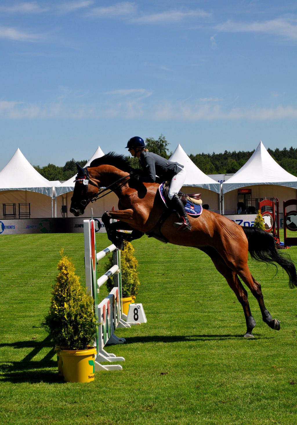 horse jumping