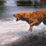 The Beast at play