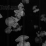 JELLYFISH B/W