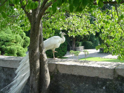 Spring Peacock