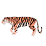 Tiger practice