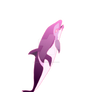 Dusky dolphin