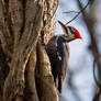 Pileated 2