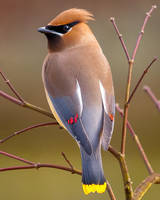 Cedar Waxwing