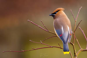 Cedar Waxwing 2