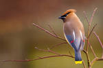 Cedar Waxwing 2 by rctfan2