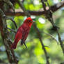 Summer Tanager