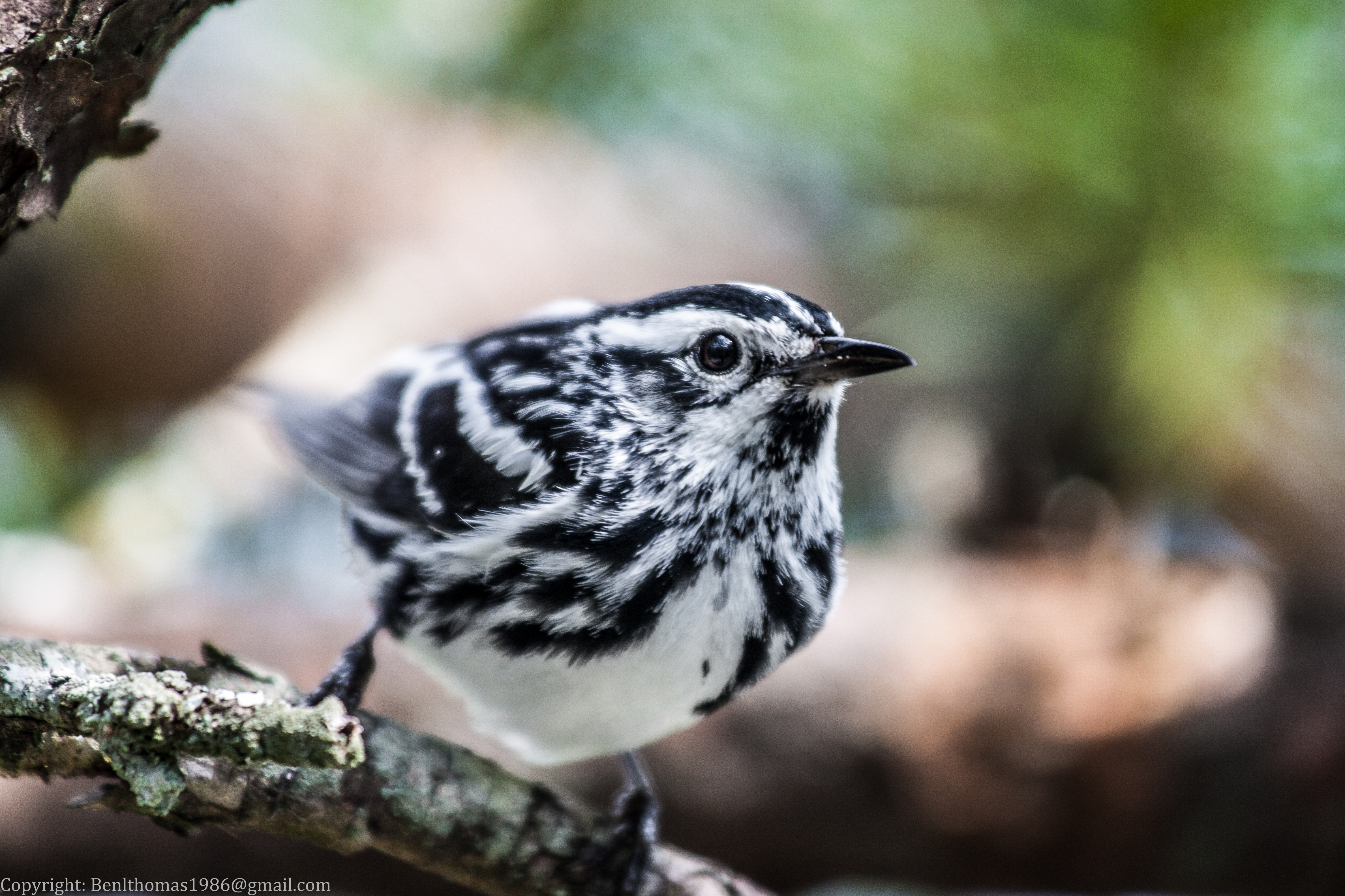 Black and White Warbler