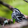 Black and White Warbler 4