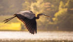 Great Blue Heron by rctfan2