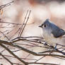 Tufted Titmouse