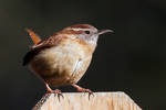 Caronlin Wren 2 by rctfan2