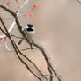 Carolina Chickadee