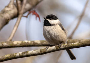 Chickadee by rctfan2 Chickadee by rctfan2