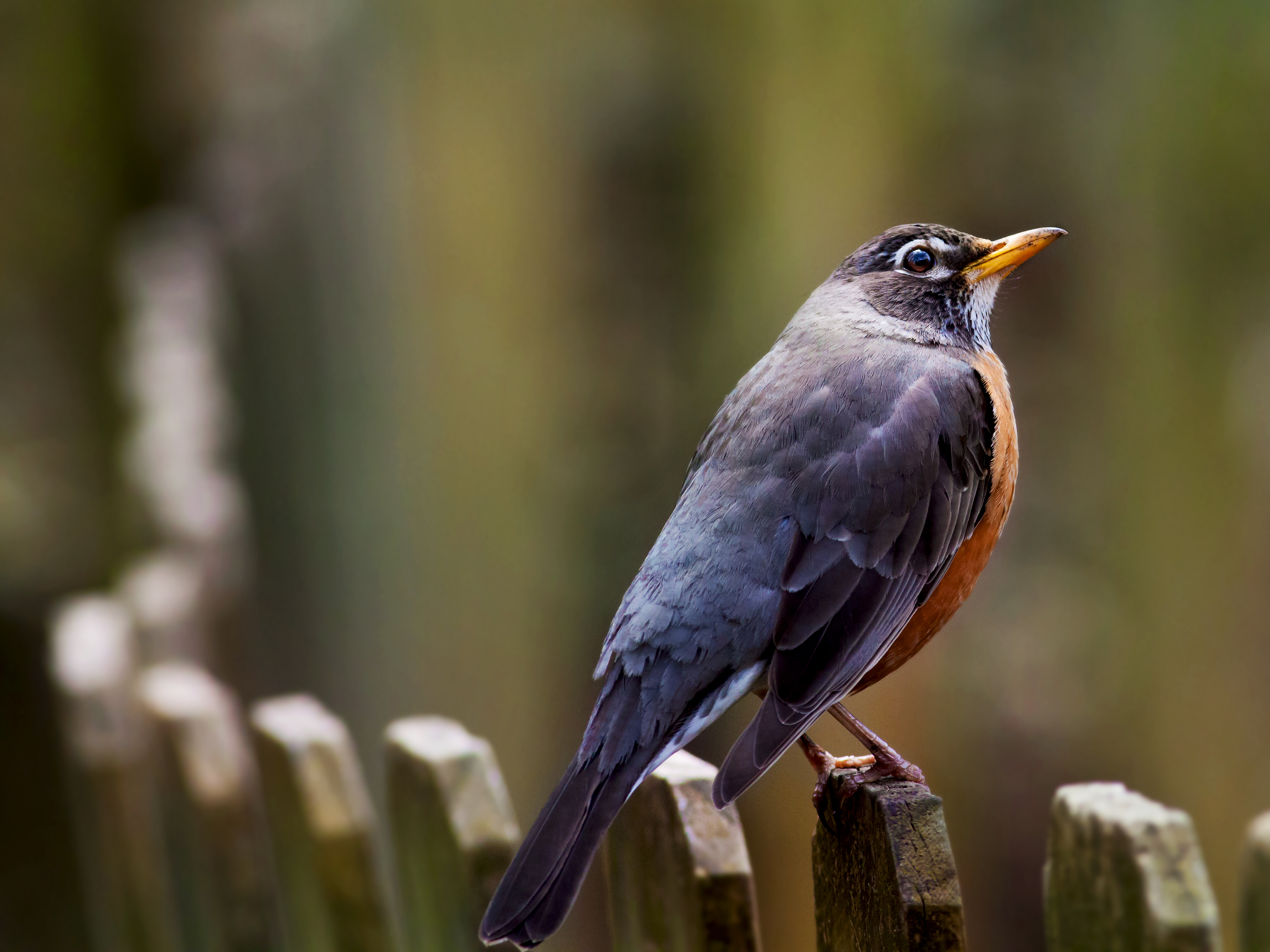 American Robin