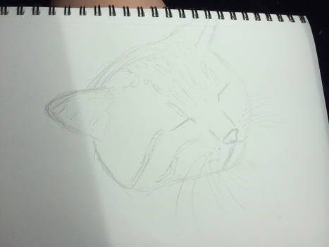 Quick Sketch (cat)