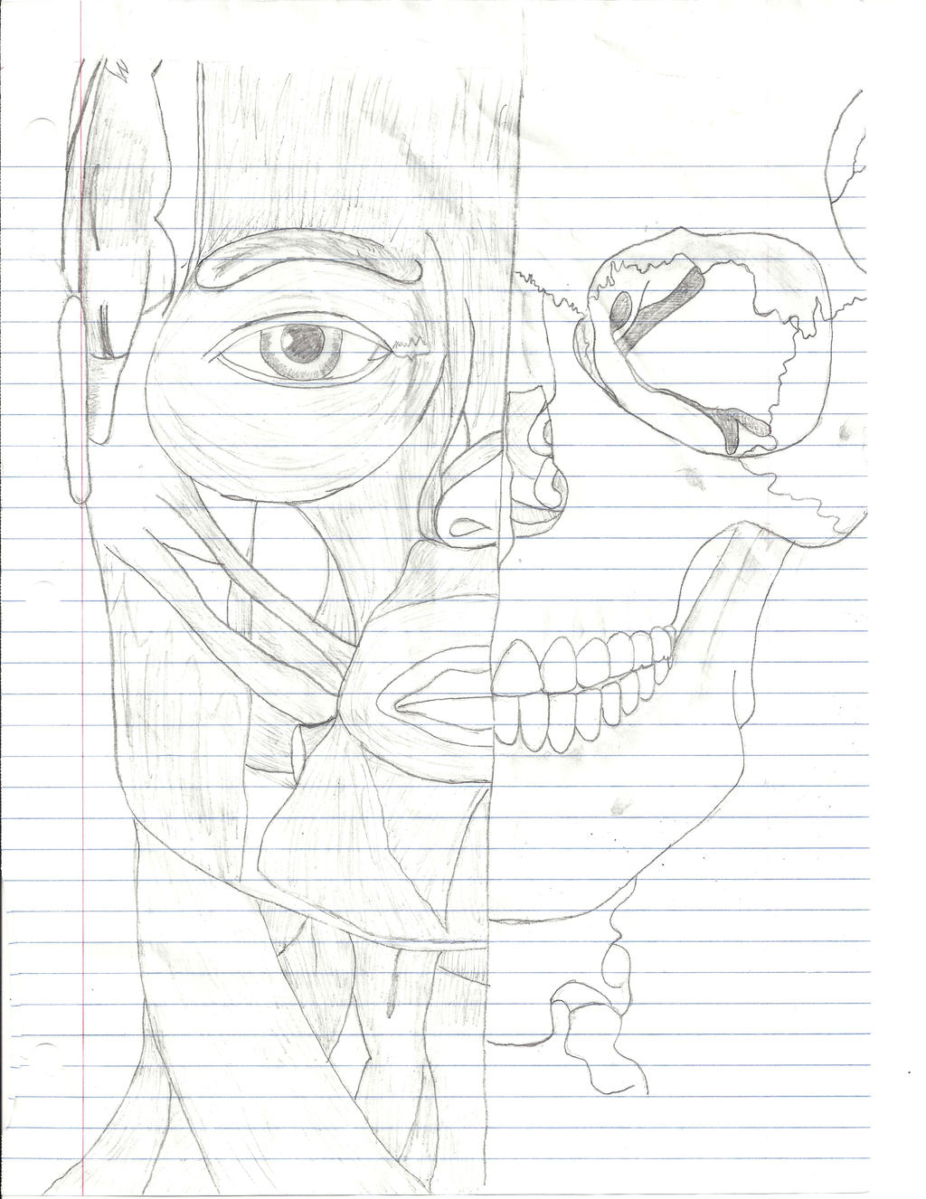 Human Body: Facial Structure by lozlink1294 on DeviantArt