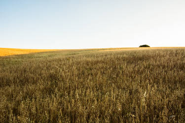 Ocaso en el Campo by nadril83