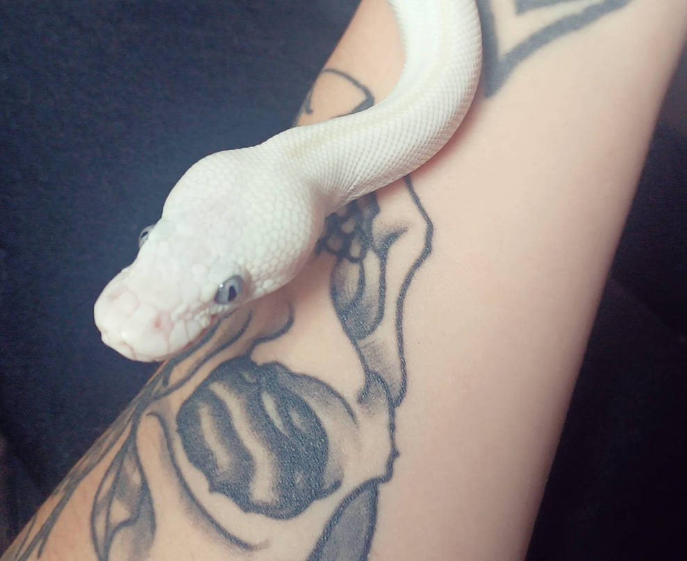 Snowtype Snake Spiffy Snow Snake by villageofbree on DeviantArt