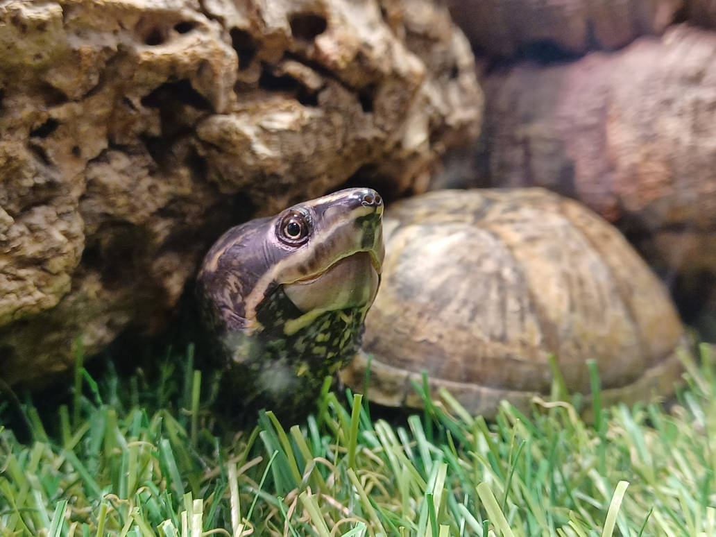 Smile turtle by villageofbree on DeviantArt
