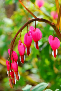 Bleeding Hearts