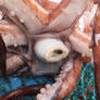 Colossal squid live feed