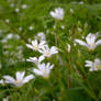 Flowers of the field