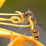 wasp drinking