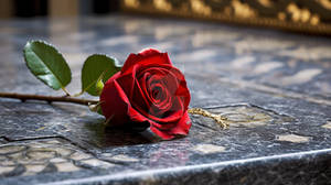 Rose on a Stone Countertop