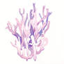 Violet Coral Fungus