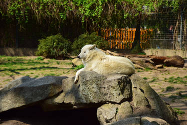 Arctic Wolf, Berlin Zoo II