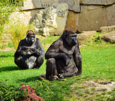 Apes at Berlin Zoo