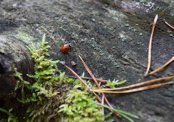 Autumn ladybug