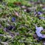 Spring moss I