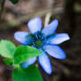 Hepatica flower I