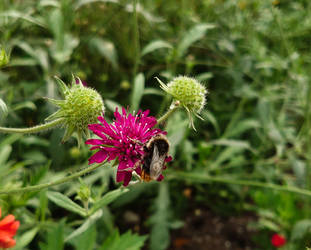 Liepaja's bumblebee