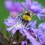 Busy bumblebee I