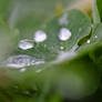 Rain drops I