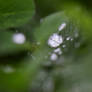 Rain drops II