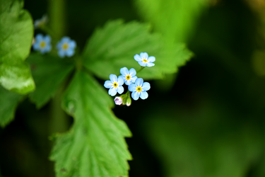 Forget-me-not II