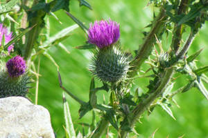 Scottish Thistle