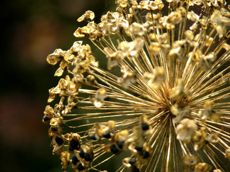 Nigella Seed Head